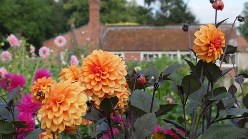 Dahlias in the cutting garden at Polesden Lacey